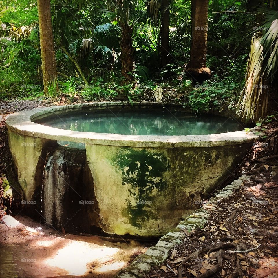 A cement tub used to hold spring water at the site of an early 20th century bottling plant for ginger ale made in the subtropical forest