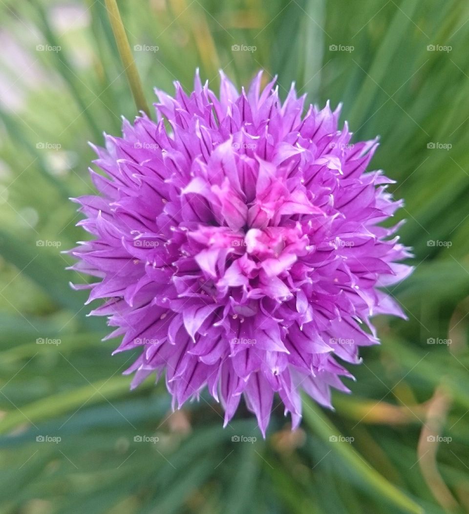 Close-up of purple flower