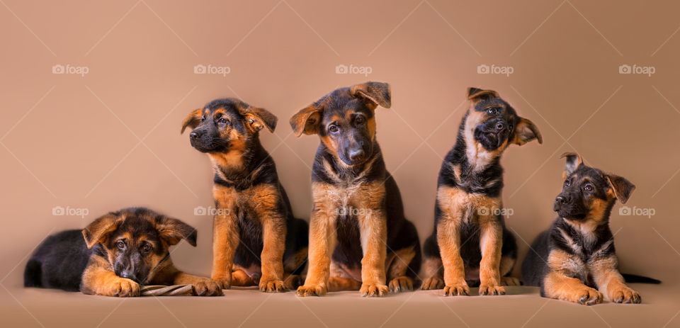 German shepherd puppies studio portrait on light brown background 