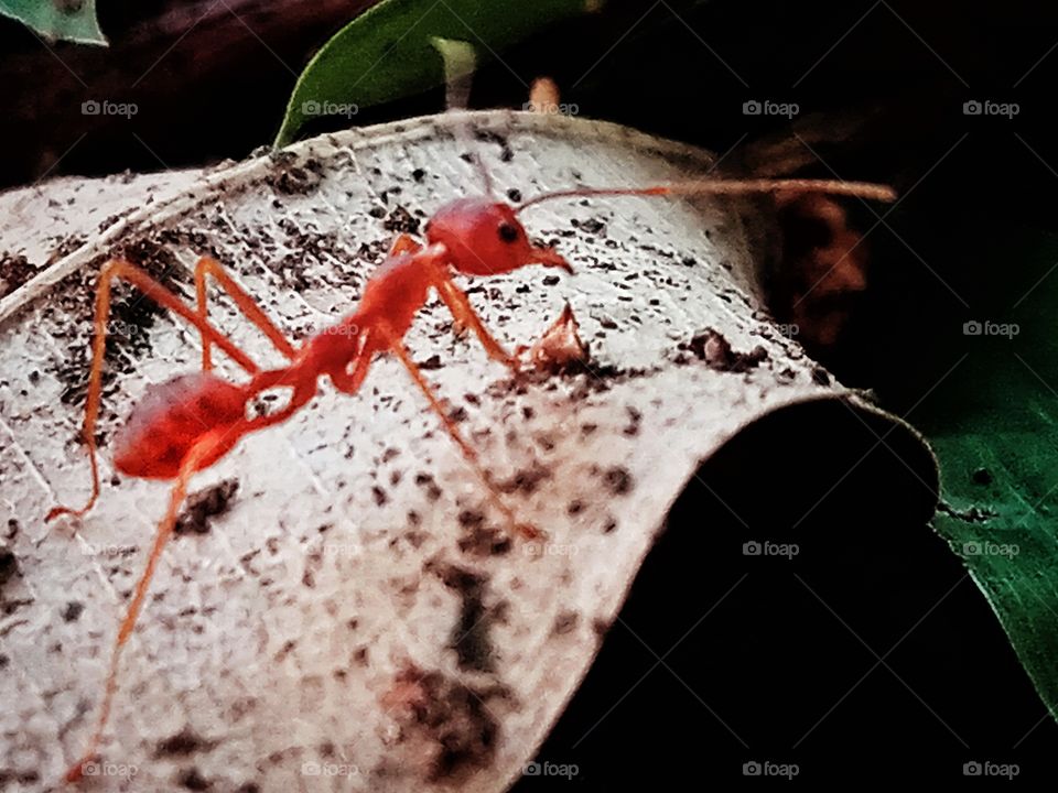 Find the Way 🐜🍂