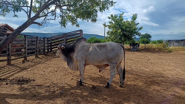 brazilian nelore bull