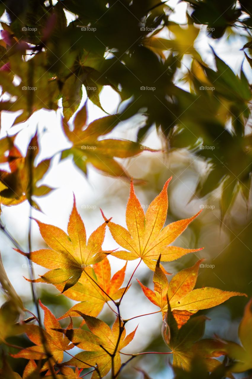 Autumn Maples. I found these great colored maples and wanted to capture the light shining from behind. 