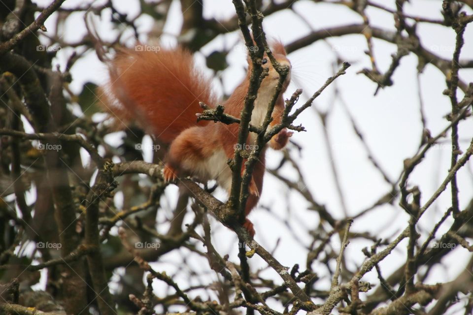 A red squirrel sits between the bare branches of an apple tree