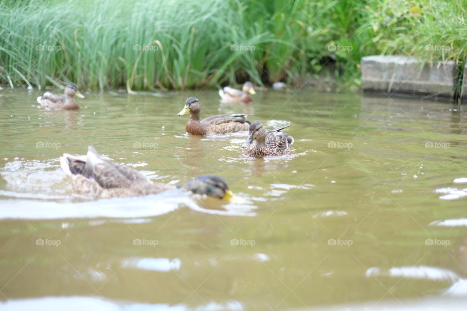 swimming