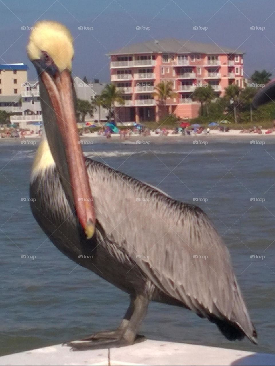 Hello From Fort Myers Beach Florida