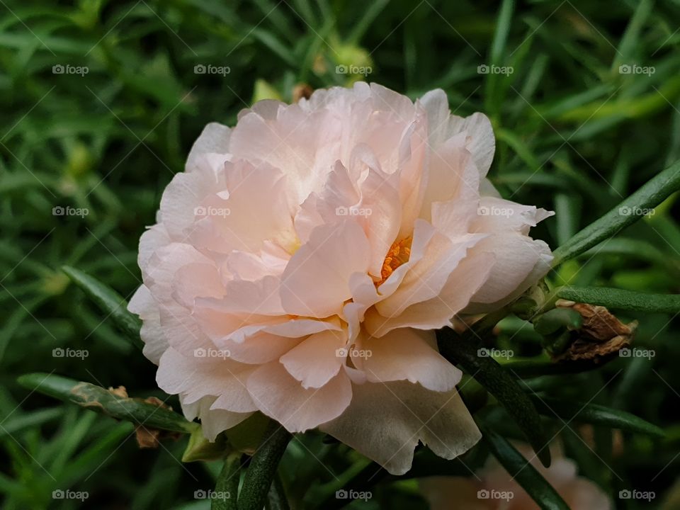 my beautiful Portulaca grandiflora