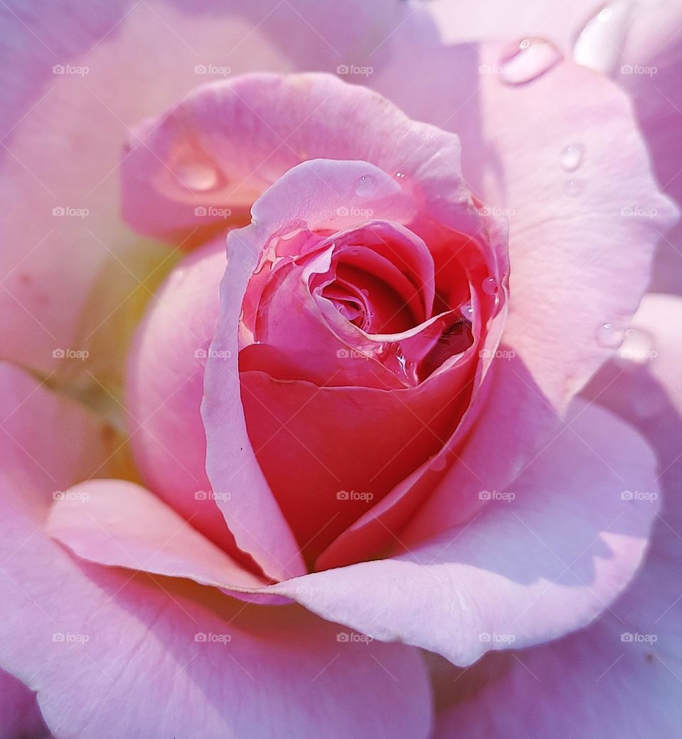 pink rose with water drops on its pedals in a community garden