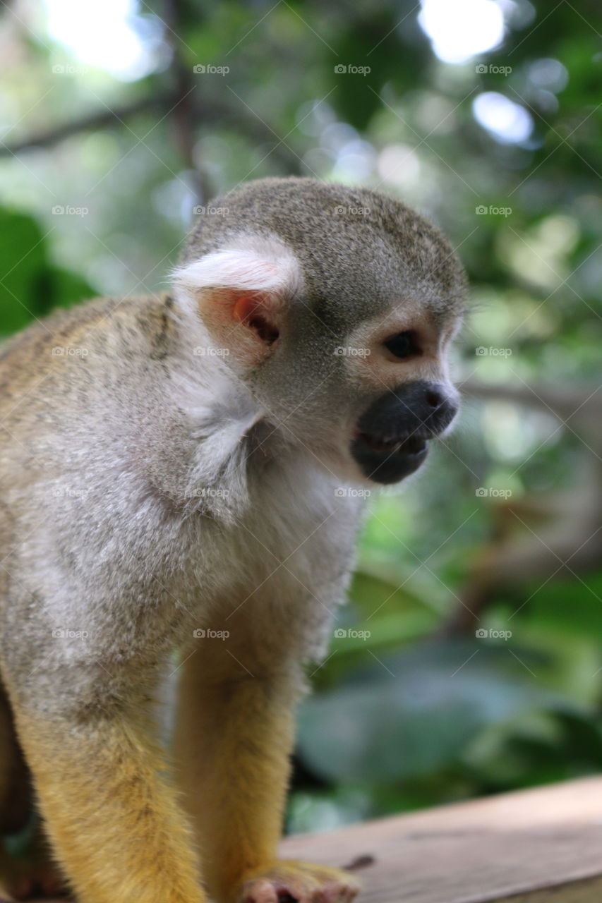 Squirrel Monkey