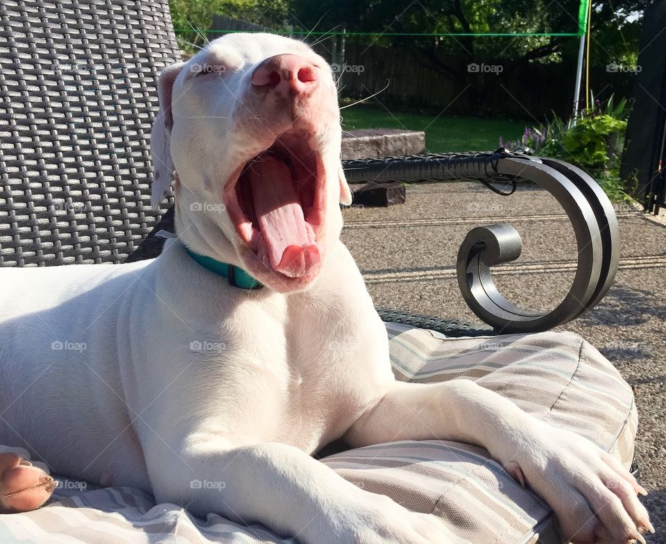 Yawning