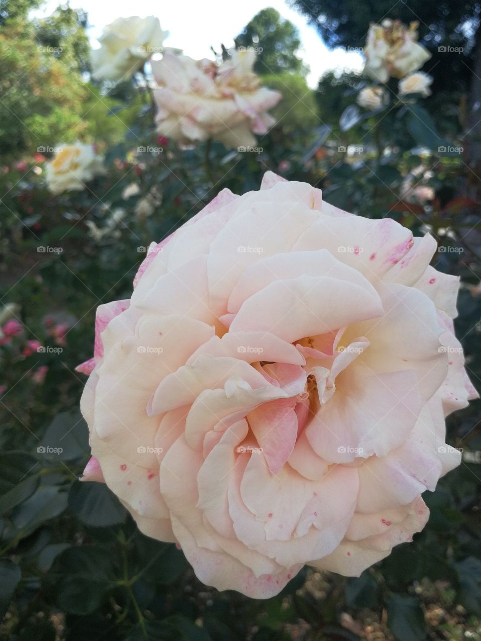 White rose in botanical garden