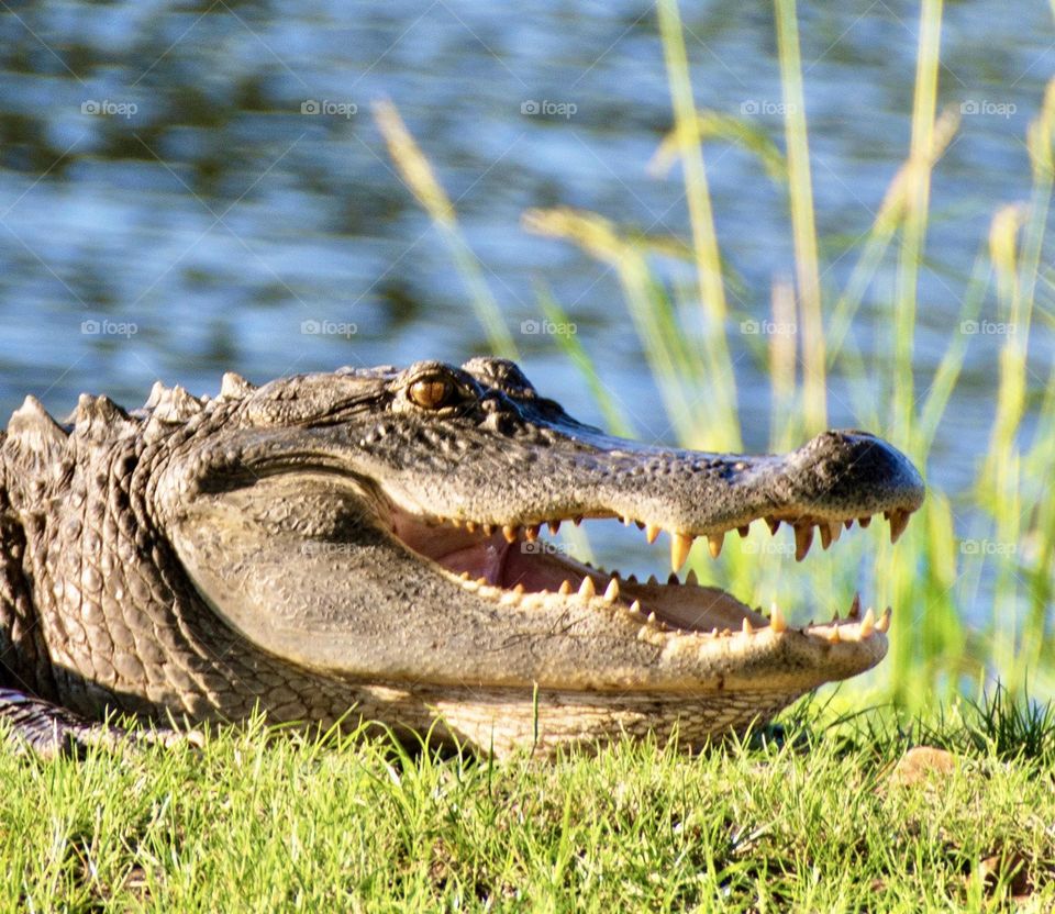 Alligator by a pond in North Carolina