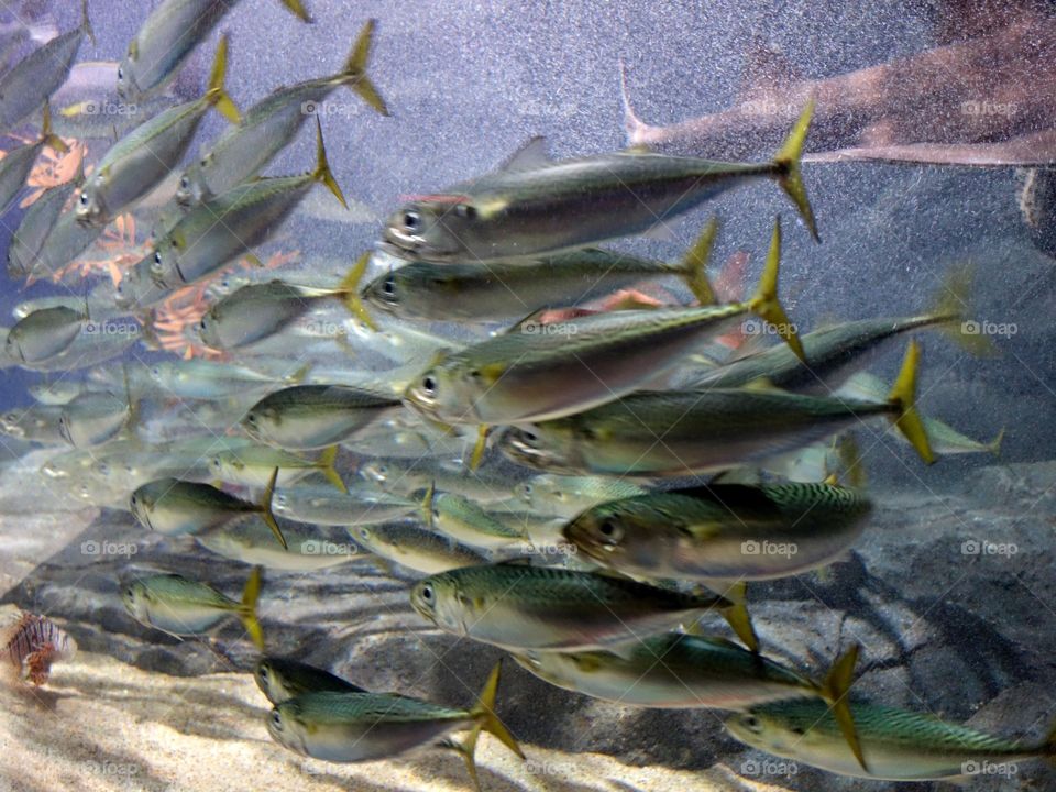school of fish
