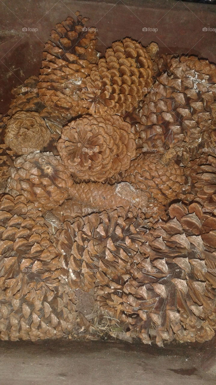 Pinecones. Pinecones that I collected from my back yard.
