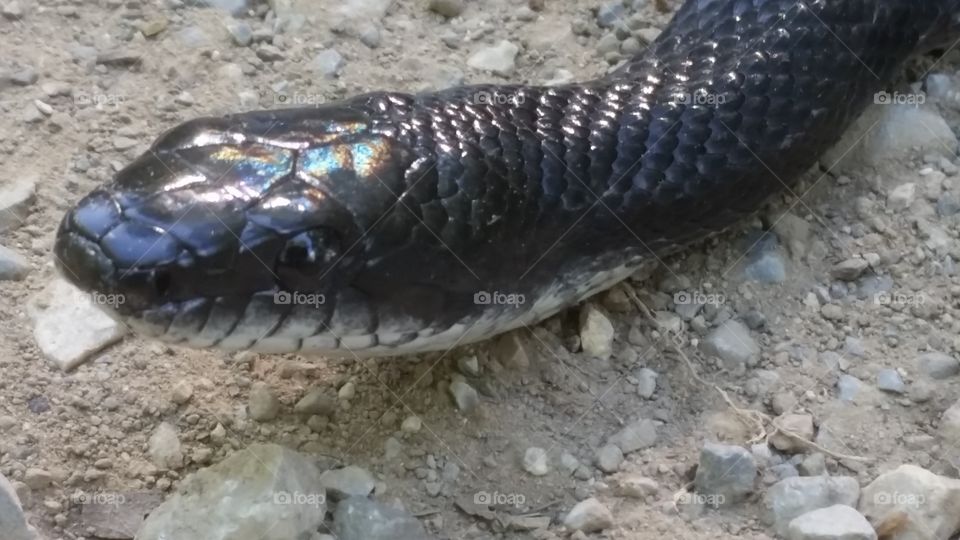wild black snake