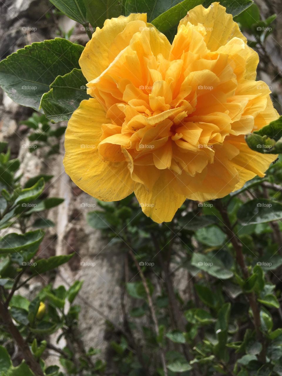 Yellow flower @Guatemala