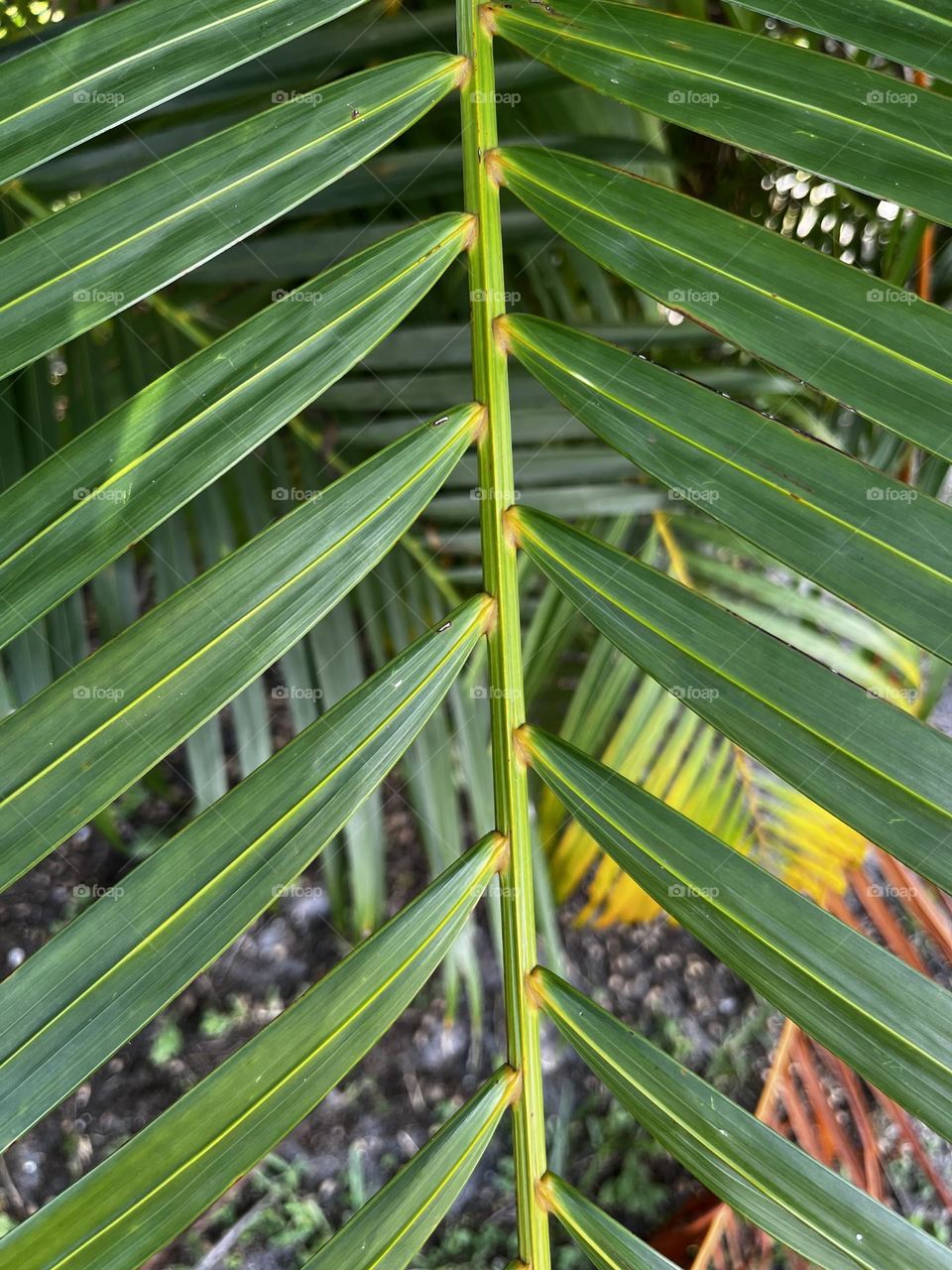 Green palm tree leaf