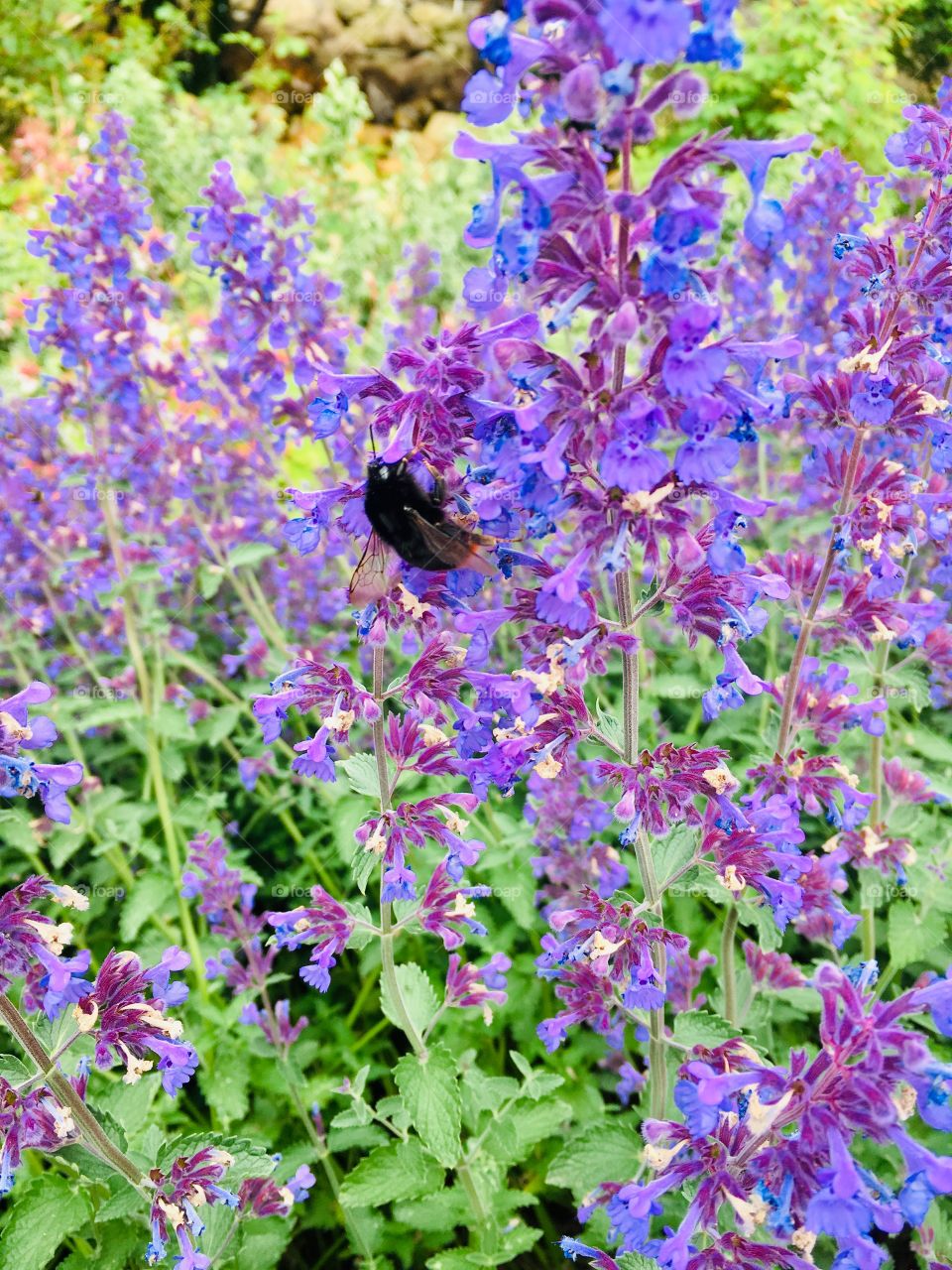 Flowers and bee