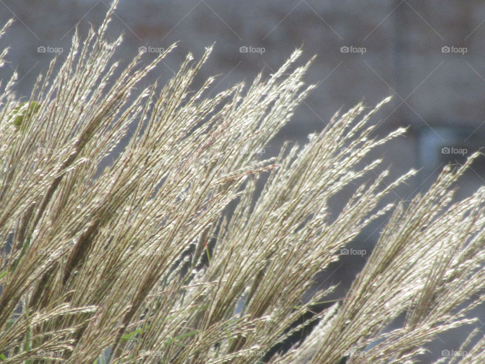 Autumn sunlight shimmering through the miscanthus grass