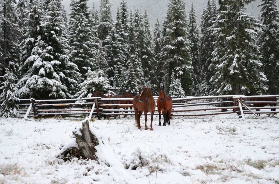 Horses in the wilderness 