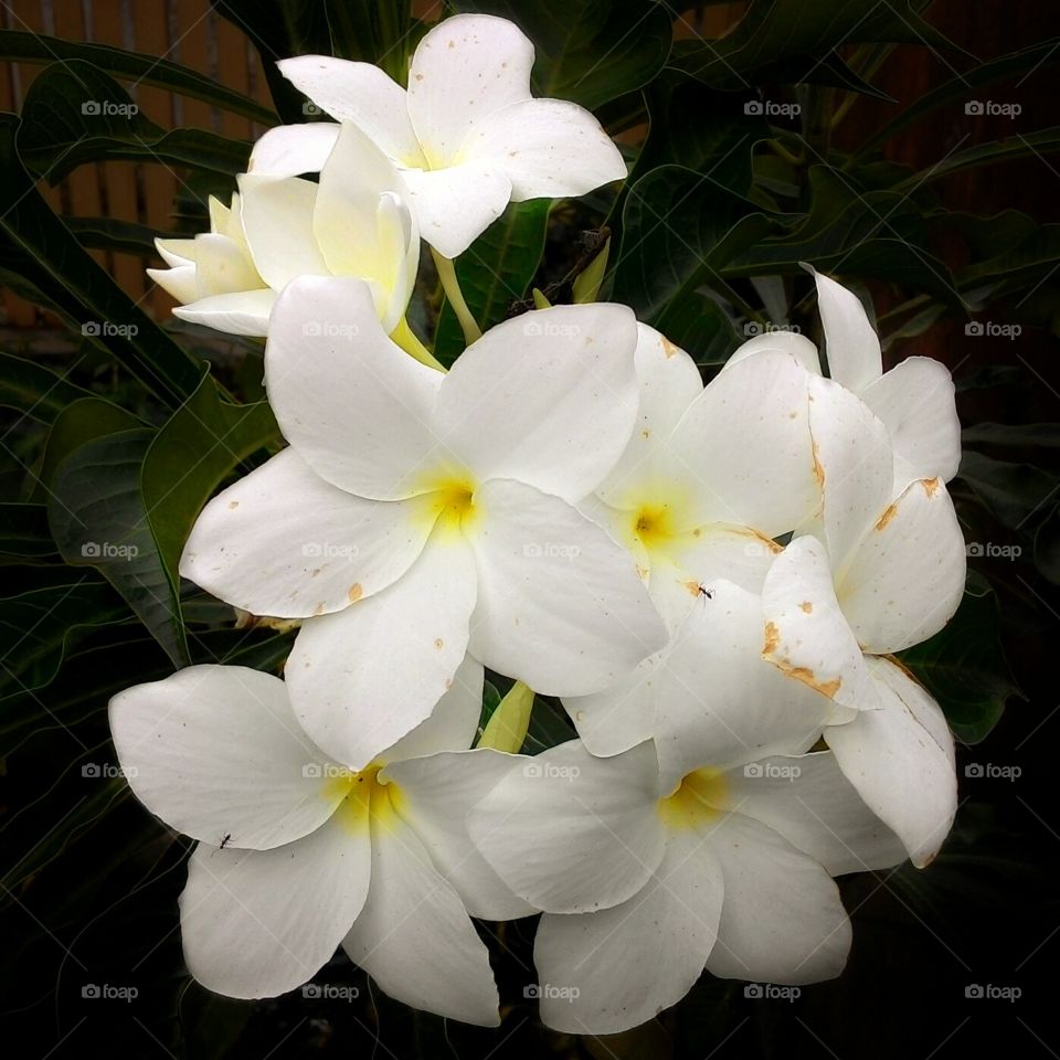 bunga kamboja putih yang bersinar di kegelapan.
foto ini diambil menggunakan kamera hp asus zenfone5.