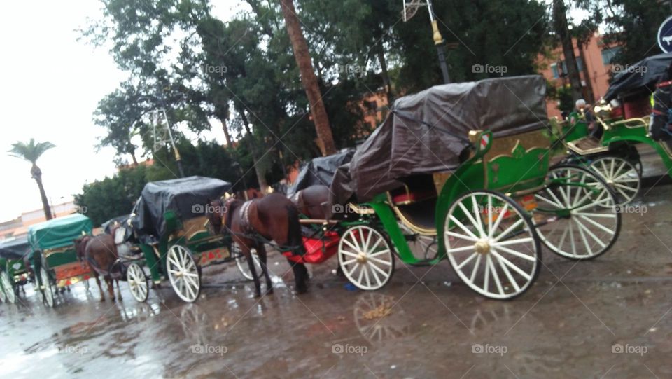  A cart and horses stand in a wide yard.