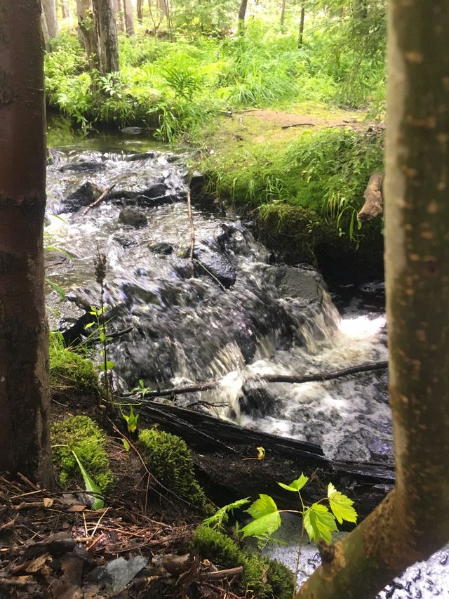 Woodland stream