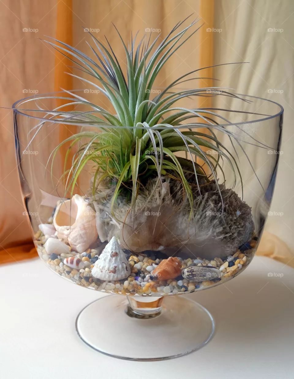 Indoor bonsai show