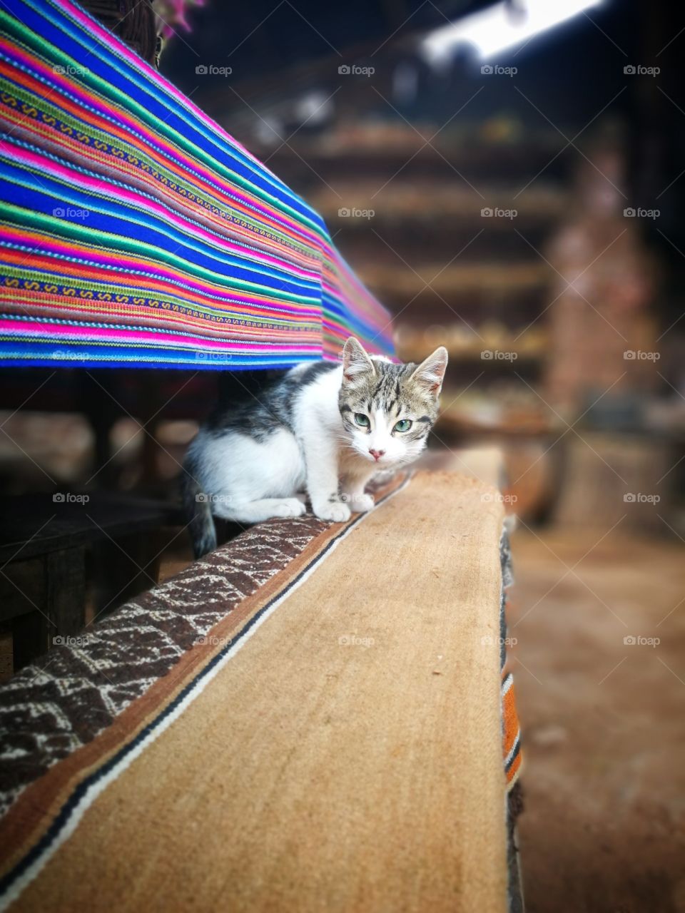 Cat sitting on a bench with soft focus