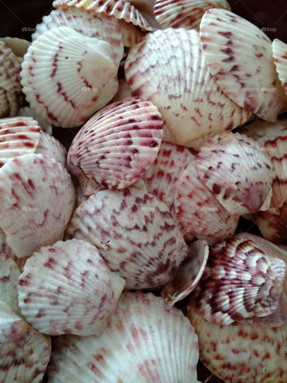 shells