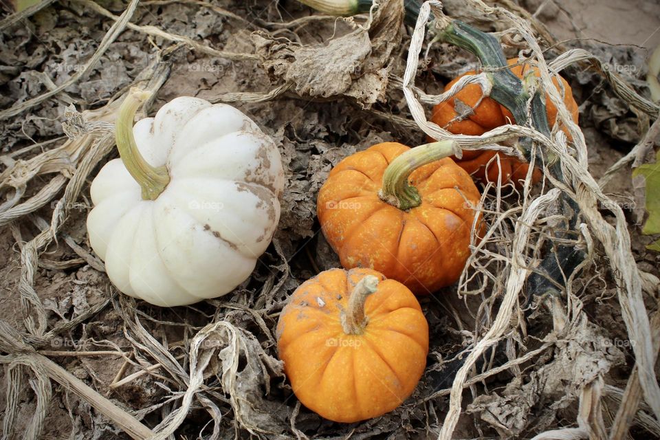 Fall Season , Harvest Time , Beginning of Holidays 