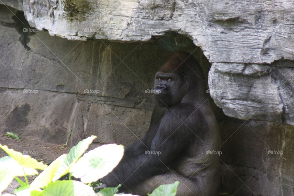 Silverback gorilla
