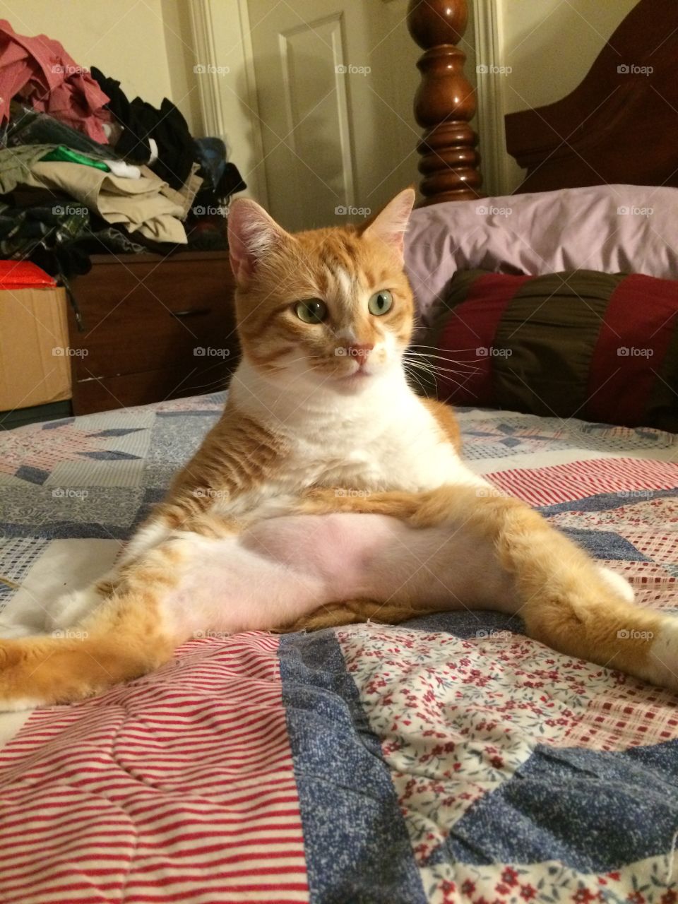 Silly cute orange cat sitting weird 
