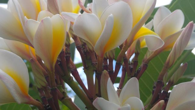flowers