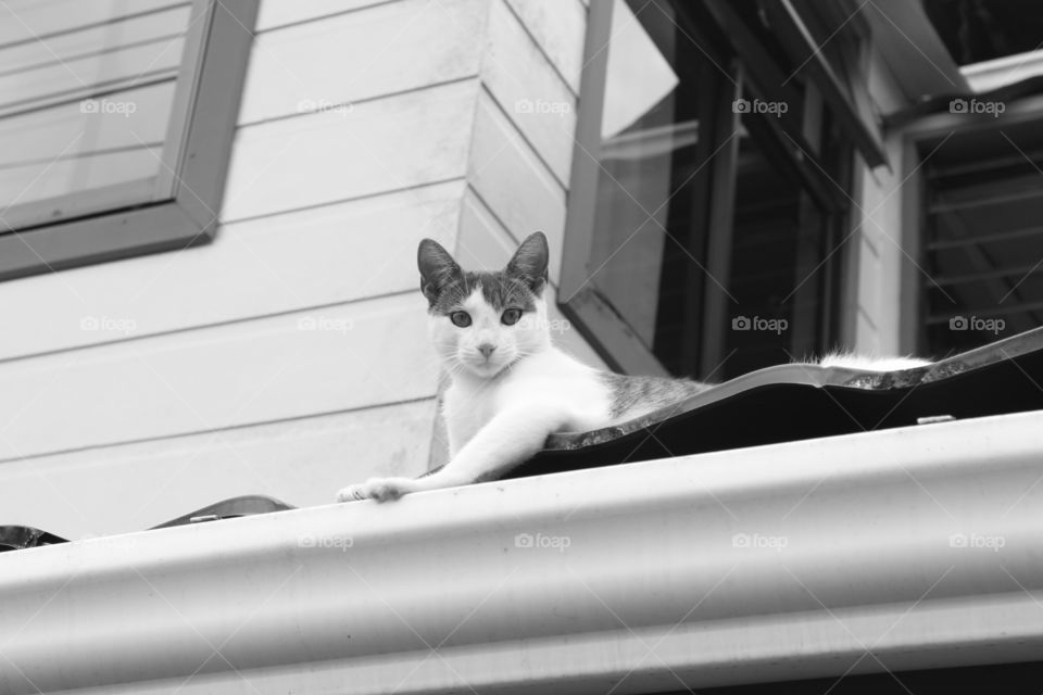 Cat on a hot tin roof