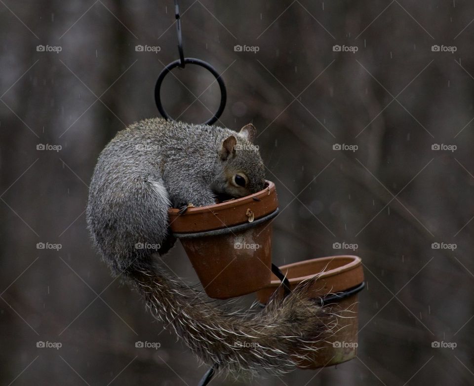 Squirrel snacking in a clay pot during a Spring shower