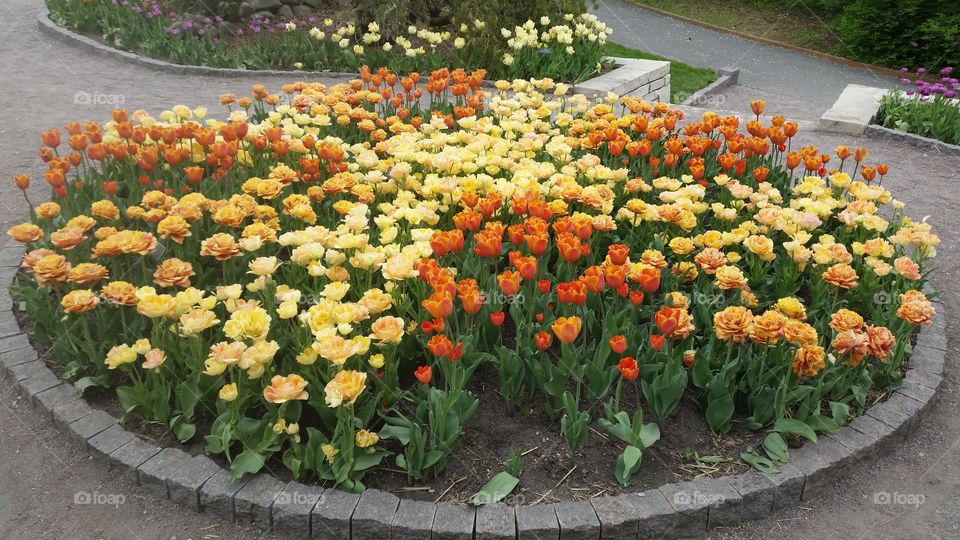 more tulips