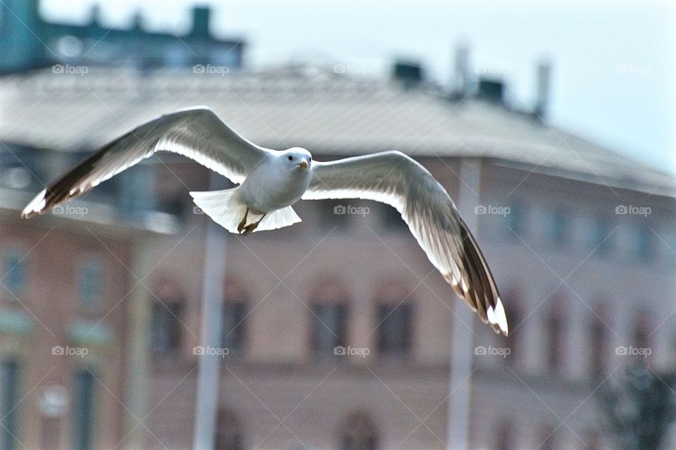 Seagull in flight