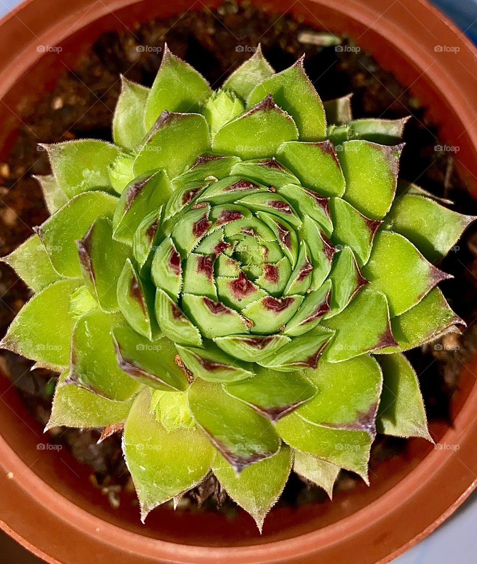 Succulent