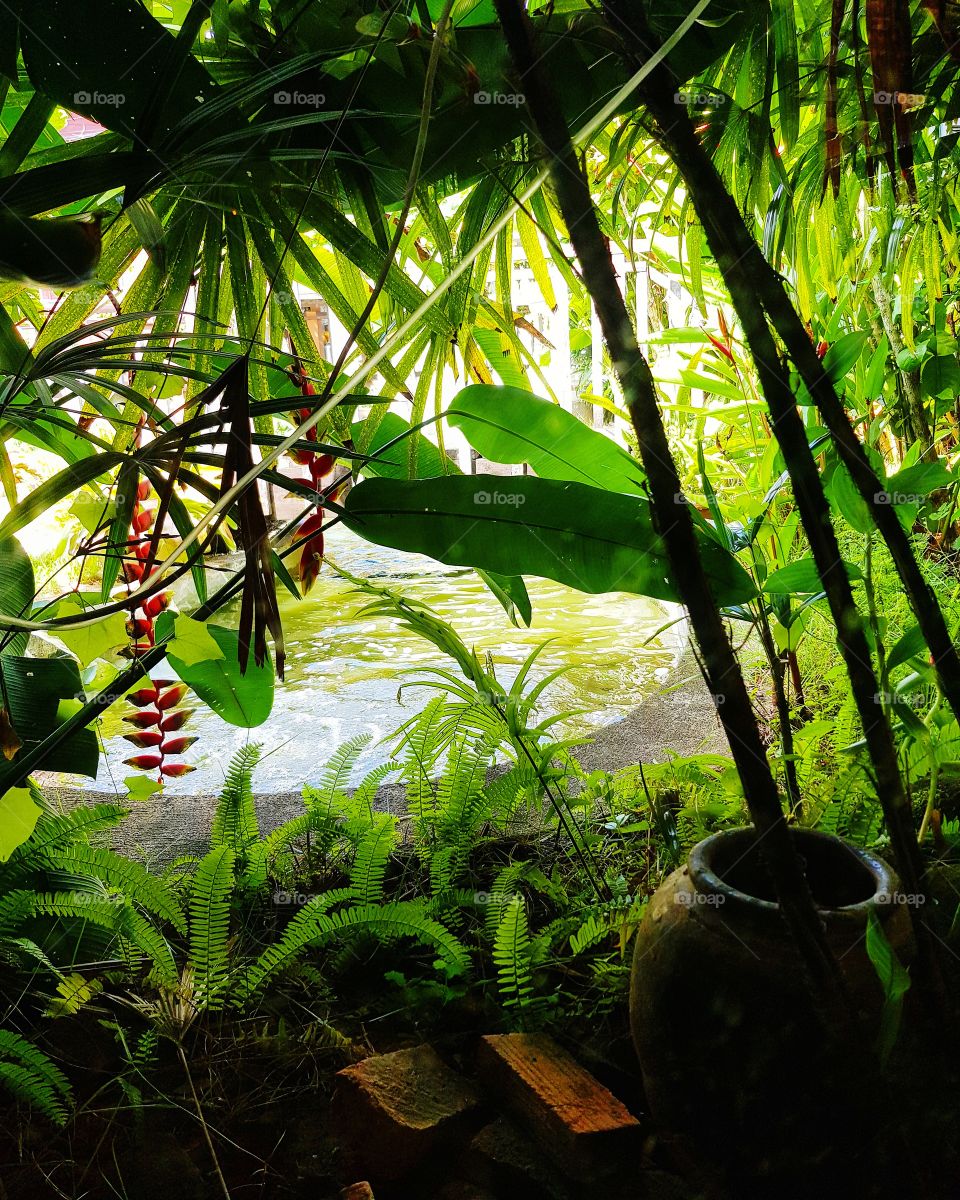 Green garden beside pool