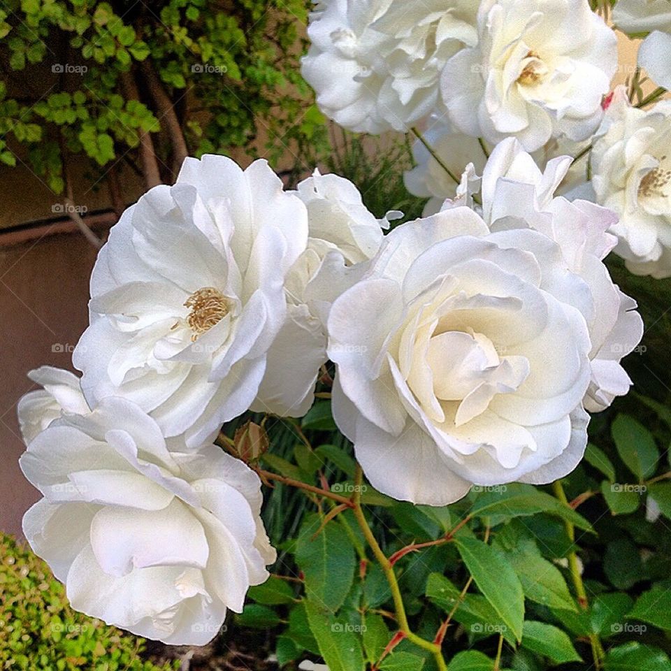 Sweet Roses