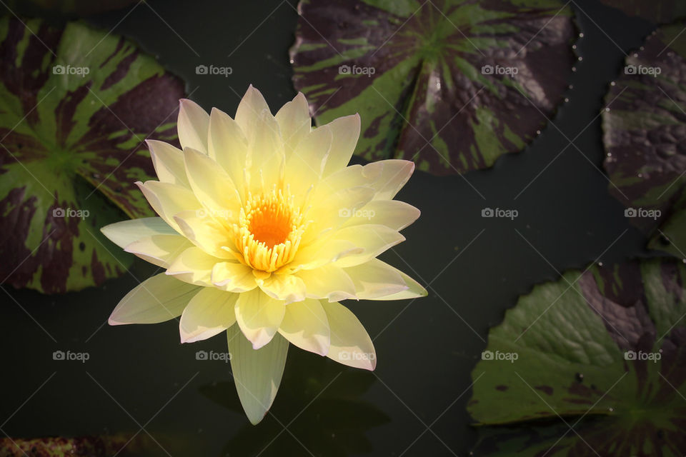 Close up of yellow lotus in pond