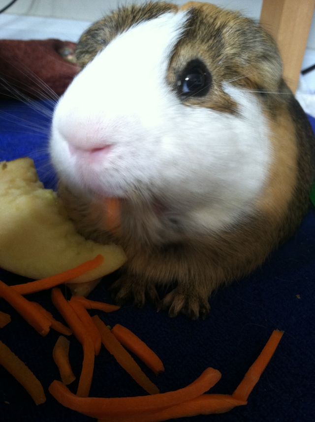 Family pet guinea pig  