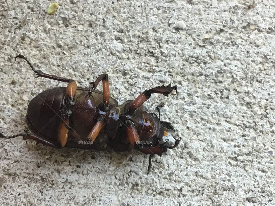 Beetle on it's back