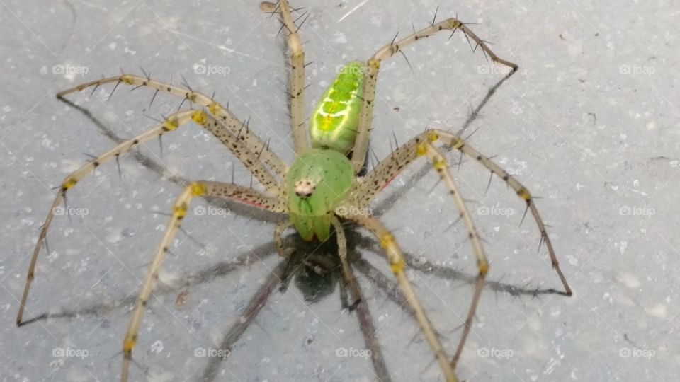 Spider green