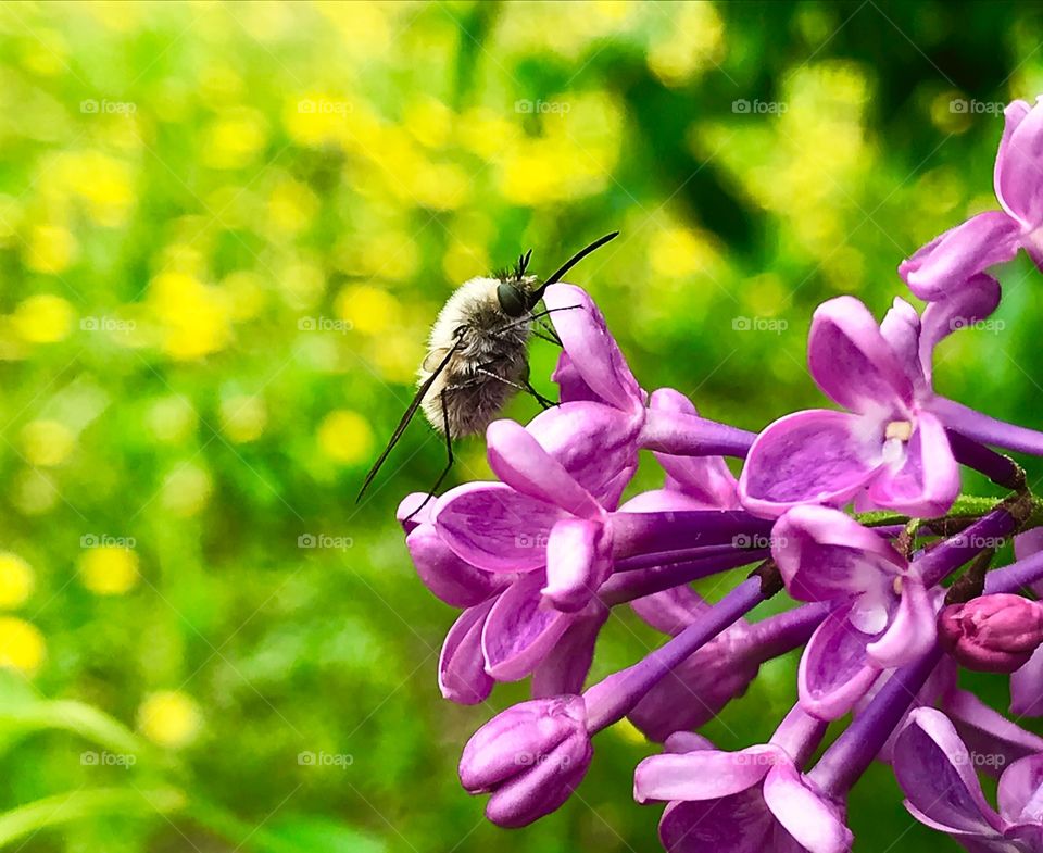 Macro shot of a fly bombylius major sitting in a wet spring lilac flowers in front of dandelion field 