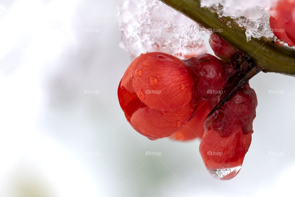 A portrait of a red Japanese quince flower covered in ice and snow during a snowfall in wintertime just before spring.