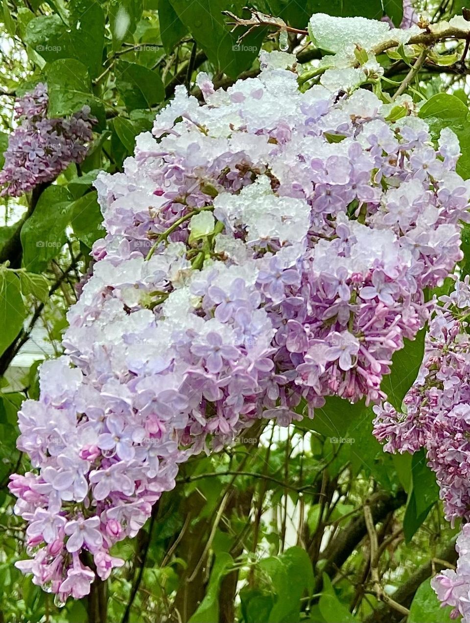 Snow on the Lilac