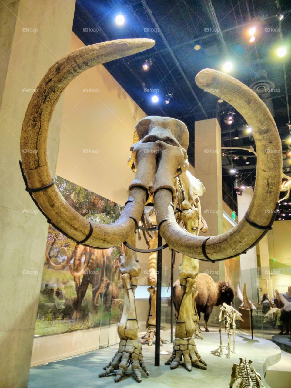 Mammoth bones