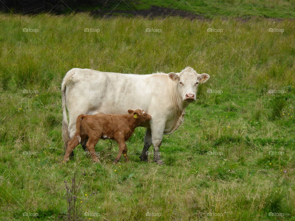 Cow and calf