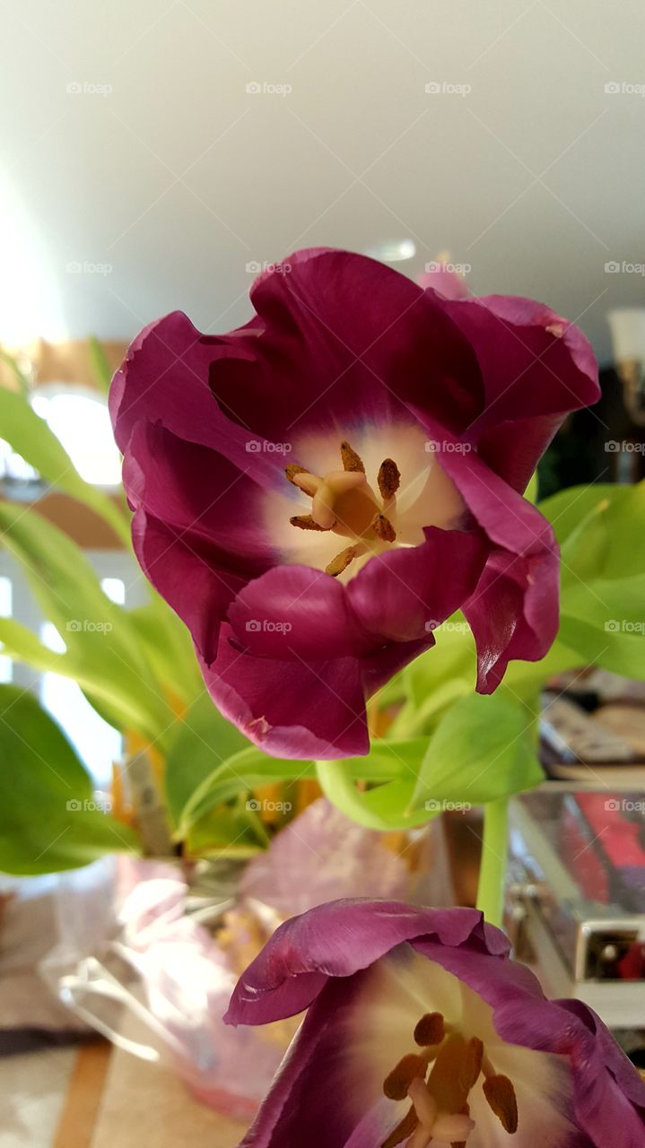 Beautiful macro shots